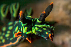 Kết quả hình ảnh cho sên biển