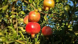 A native of iran and india, the pomegranate (punica granatum) is a shrub or small tree that grows in u.s. Pomegranate Seed Germination Time Process Anar Gardening Tips