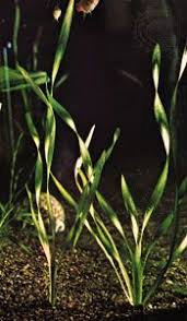 Image result for Hydrocharitaceae