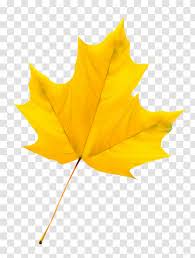 Maple leaf pictures maple leaf images leave in tree leaves plant leaves maple leaves high resolution wallpapers scrapbook bright green. Maple Leaf Tree Colorful Autumn Leaves Design Vector Material Transparent Png