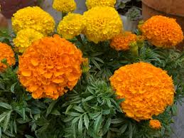 Aztec Marigold Seeds Cracker Jack African Marigolds Etsy In 2021 Flower Pots Cracker Jacks Hardy Plants