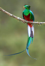 Birds That Start With Q Pin On Birds