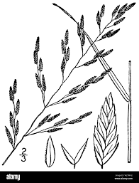 Image result for Eragrostis heteromera