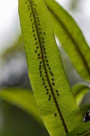 Image result for Oleandra distenta