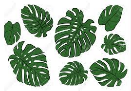 Monstera plant 12 player public game completed on may 12th, 2021 65 0 1 day. Monstera Leaves Of A Tropical Plant Sketch Monstera Hand Drawing Royalty Free Cliparts Vectors And Stock Illustration Image 97494558