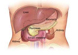 Anatomy, abdomen and pelvis, kidney nerves; Module 3 Abdominal Imaging