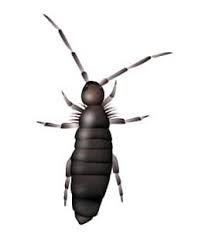 You'll need to empty the vacuum bag into a garbage bag too. Springtails In Tennessee Learn About Springtails In Nashville Tn