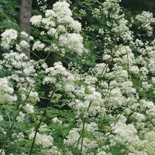 Image result for Thalictrum
