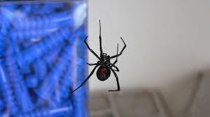 (see false most false black widow spiders are a brownish colour with pale markings. Wolf Spiders Vs Black Widow Spiders Which Is More Dangerous To Maryland Residents Brody Brothers Pest Control Baltim Black Widow Spider Wolf Spider Spider