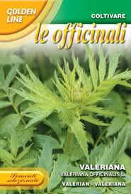 Image result for Valeriana