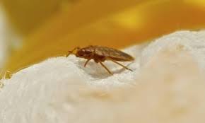 As a leading pest control company in london and the uk. 24 Hour Pest Control London Emergency Service Catch It Ltd