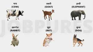 Pet animal name list meaning: 30 Domestic Pet Animals Name In Hindi à¤ª à¤²à¤¤ à¤œ à¤¨à¤µà¤° à¤¨ à¤®