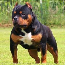 Both boerboel and rottweiler has almost same life span. Rottweiler Mix With Pitbull Pitweiler Junk Feeds