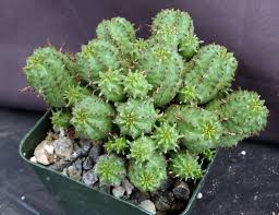 Image result for Euphorbia epicyparissias