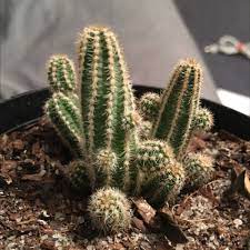 Different types of flowering cactus. How To Care For Engelmann S Hedgehog Cactus In Tucson Az