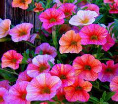 Petunias Everywhere I Love These Petunias Pretty Flowers Beautiful Flowers