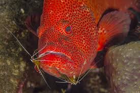 This shows a rain forest food chain. Tropical Rainforest Food Web Science Struck