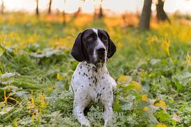 Image result for bretanský dlouhosrstý ohař