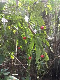 Image result for Anisophylleaceae