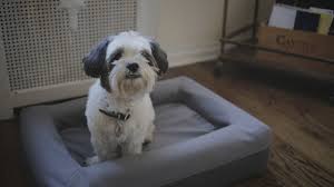 The plush ball hanging of the cat cubes for indoor. This Adorable Dog Reviews Casper S New Mattress Techcrunch