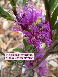 Image result for Melaleuca decussata