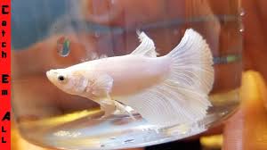 Buying Rare Betta Fish Youtube