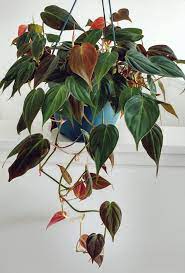 Philodendron Micans Philodendron Plant Hanging Plants House Plants