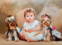 Located in south florida on over an acre of rural land. Home Treasure Trove Yorkiestreasure Trove Yorkies