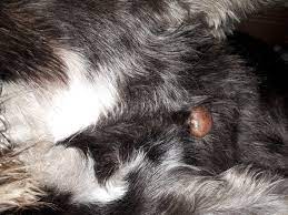 Hundewarzen Hund Warzen Hundehaltung