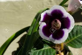 Mountain laurel bushes grow well in the same areas as azaleas and rhododendrons. Purple Bell Shaped Flowers Gloxinia With White Trim Stock Photo Picture And Royalty Free Image Image 61056679