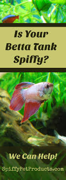 Betta Fish Tank Setup Ideas That Make A Statement Betta Fish Tank Betta Betta Fish