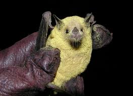 9 Of The Coolest Bat Species In The United States U S