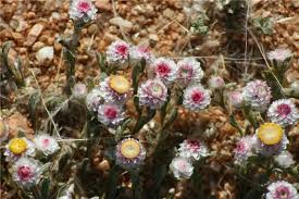 Image result for Helichrysum argyrosphaerum