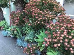 #winterflower #winterplant #flower #flowerplants(part 1 winter flower)there is a lot of varieties of flowers that grow in winter, that is why we cannot tell. Flowers Plan Now For Winter Blooms