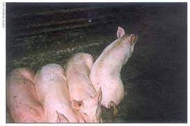 Recognizing African Swine Fever A Field Manual