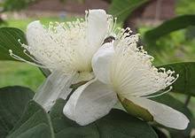 Guava (/ˈɡwɑːvə/) is a common tropical fruit cultivated in many tropical and subtropical regions. Guava Wikipedia