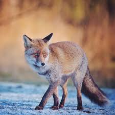 View latest posts and stories by @kpunkka konsta punkka in instagram. Kpunkka Pet Birds Fantastic Fox Fox