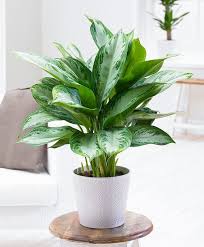 Purifiez Votre Maison Avec Ces 14 Belles Plantes D Interieur At Home Plante Interieur Plante Ombre Et Plante Jardin
