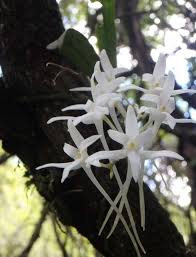 Image result for Tridactyle tricuspis