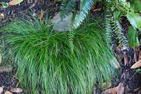 Image result for Carex lycurus