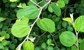 Daun bidara sendiri berwarna hijau dan memiliki bentuk elips. Kehebatan Daun Bidara Arab Desa Grudo