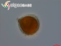 Image result for Pteronia acuminata