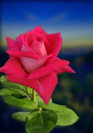 Rosas Ies La Belleza Del Amor Flores Bonitas Flores Exoticas Bellos Arreglos Florales