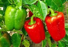 5 Tips For Growing Bell Peppers A Guide To Growing Big Beautiful Bell Peppers Fertilizing Vegetables Growing Vegetables Easy Vegetables To Grow