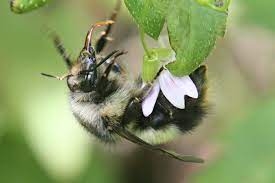 And garlic may not work against vampires but it does repel bees. Where Do Bumble Bees Go In Winter Honey Bee Suite