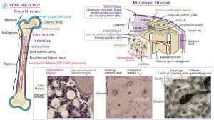 (b) in this micrograph of the osteon, you can clearly see the concentric lamellae and central canals. Bone Histology Draw It To Know It