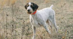 Contact pennsylvania vizsla breeders near you using our free vizsla breeder search tool below! Vizsla Dog Breed Profile Petfinder