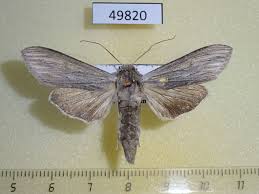 Image result for Cucullia umbratica