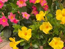 Image result for dipladenie žlutá obrázek