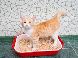 In fact, in some cases the discovery of bladder stones happens only when your diagnosis/treatment if your pet shows any of these signs, you should contact your veterinarian right away. Treating Hematuria In Cats Blood In The Urine In Cats Petmd